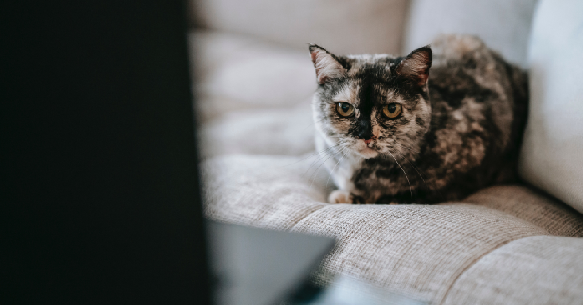 This DIYer Turned a Cat-Shredded Sofa Into a Work of Art