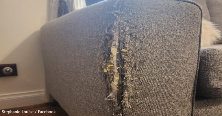 Woman Transforms Cat-Scratched Couch Using Embroidery