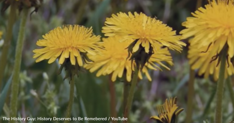How Dandelions Went From Being Sought-After Medicinal Plants To Pesky Weeds