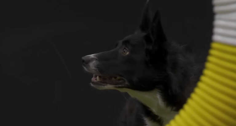 First Mixed-Breed Dog Wins Westminster Agility