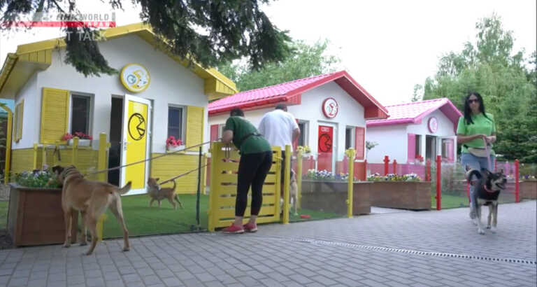 Polish Veterinarian Creates A New Way To Help Dogs Find Their Forever Homes