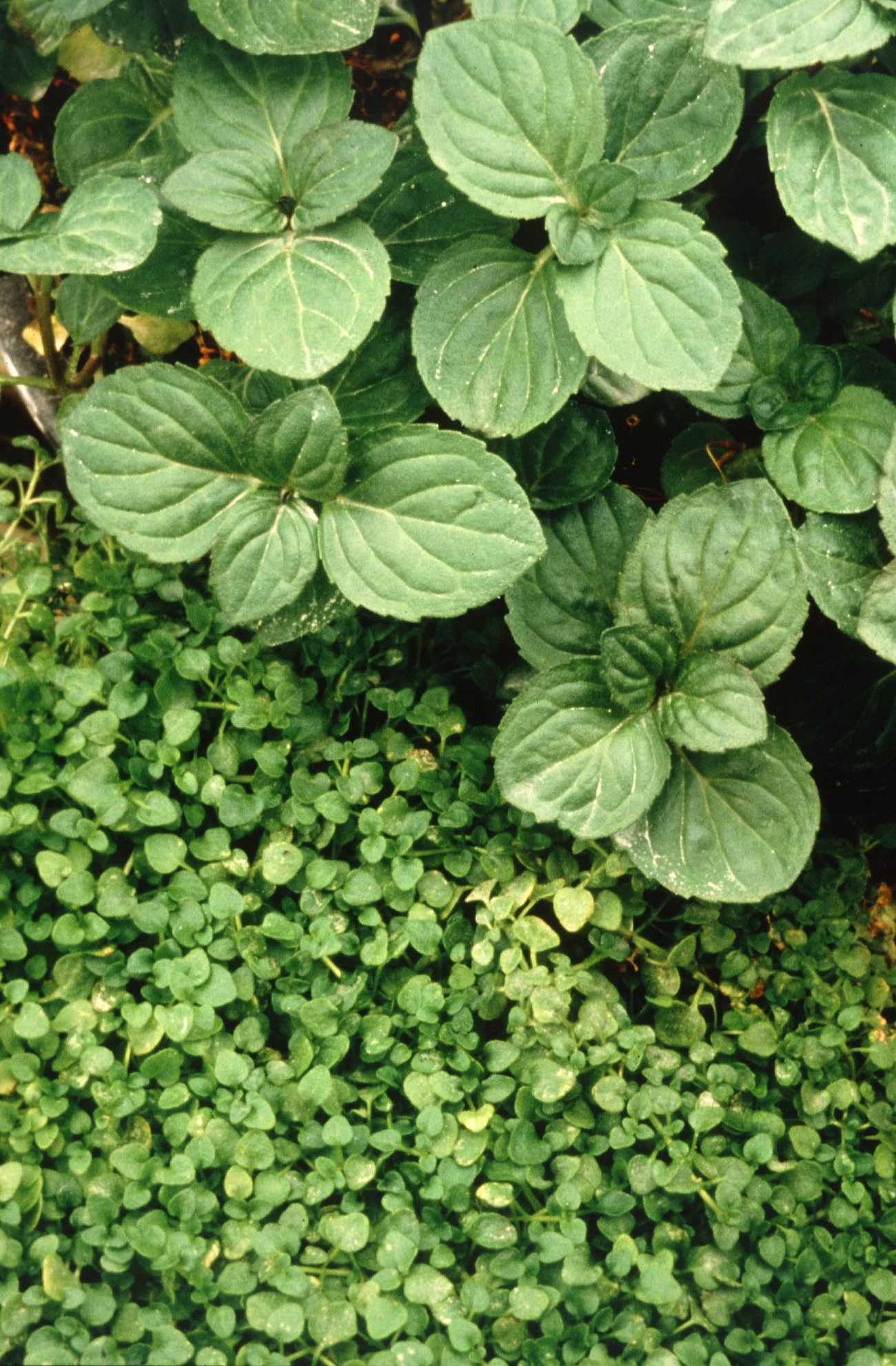 Corsican Mint Next to Peppermint