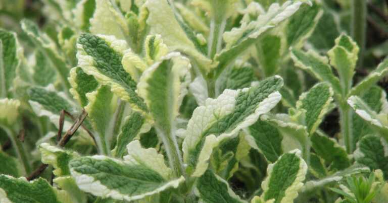 9 Unusual Varieties of Mint to Plant This Year