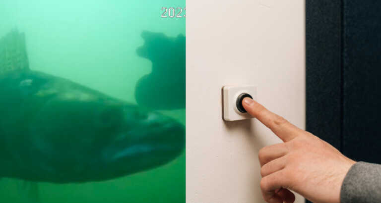 It’s Fish Doorbell Season