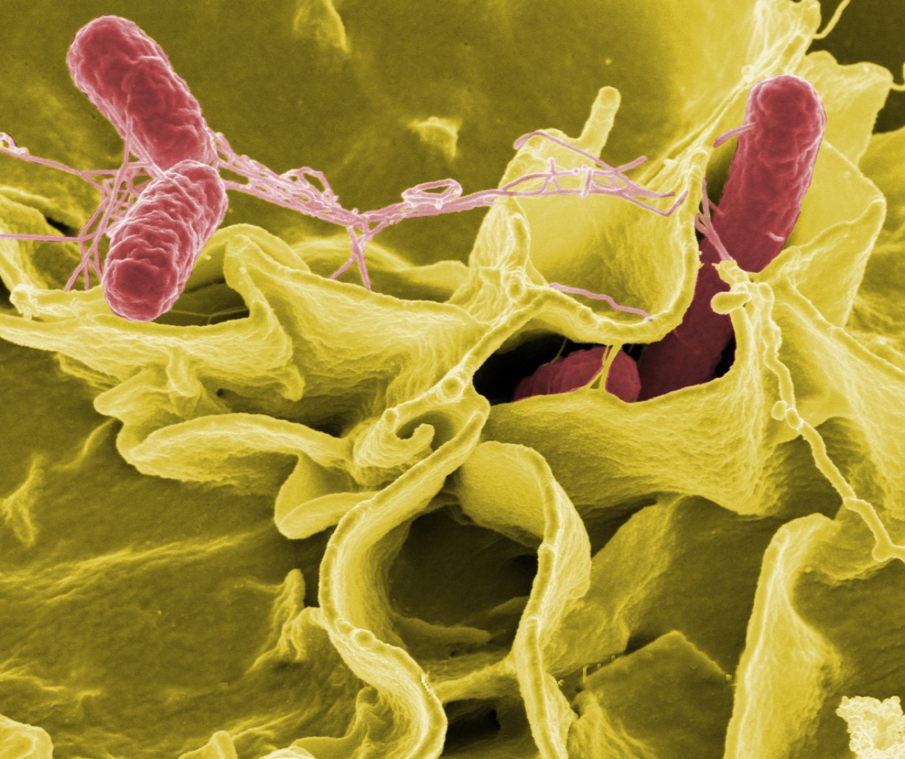Salmonella Invading Cells