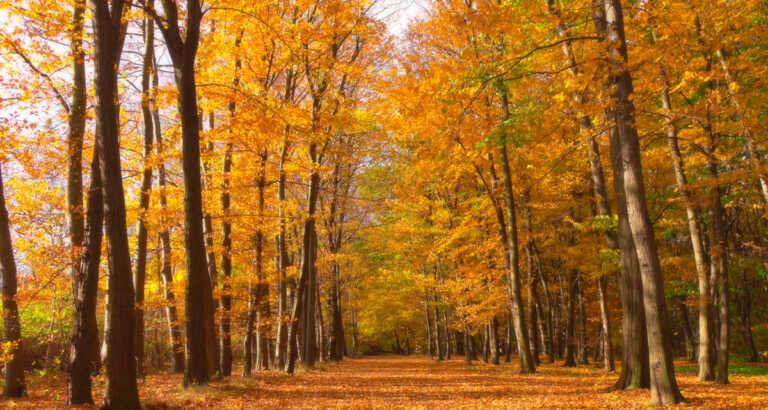Why Are There Two First Days Of Fall — Meteorological Versus Astronomical Seasons