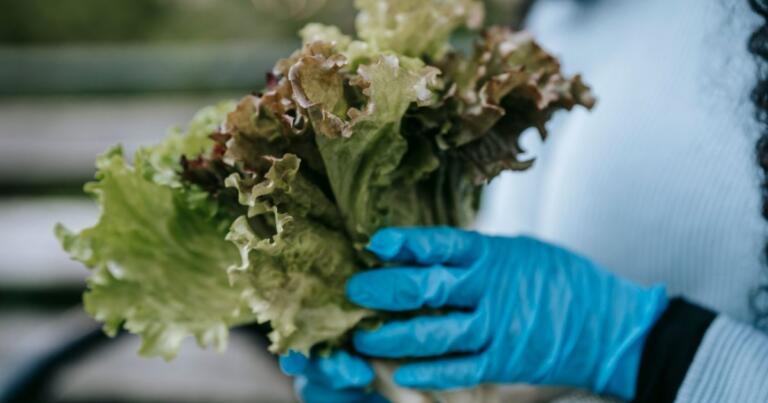 The Lettuce Recall Outbreak Just Got A Lot Bigger — Here’s The Latest