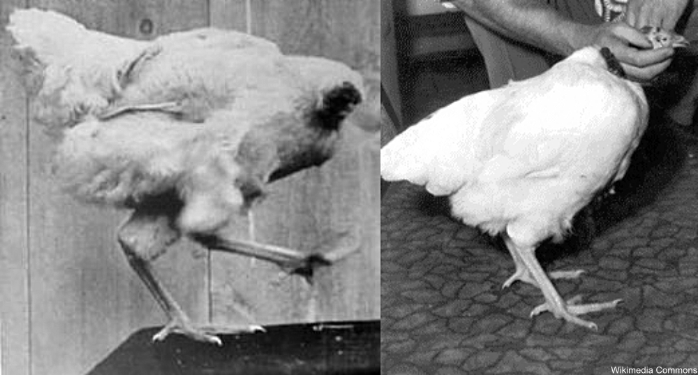 Not Only Did This Chicken Survive Without A Head, He Became Famous ...