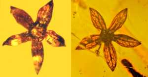 100 Million Year Old Flowers Found Perfectly Preserved in Amber