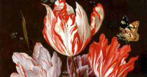 The Dutch Tulip Mania Known As Tulpenwoede