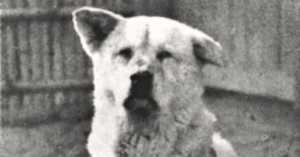 The Story of Hachikō, the Most Faithful Dog in the World