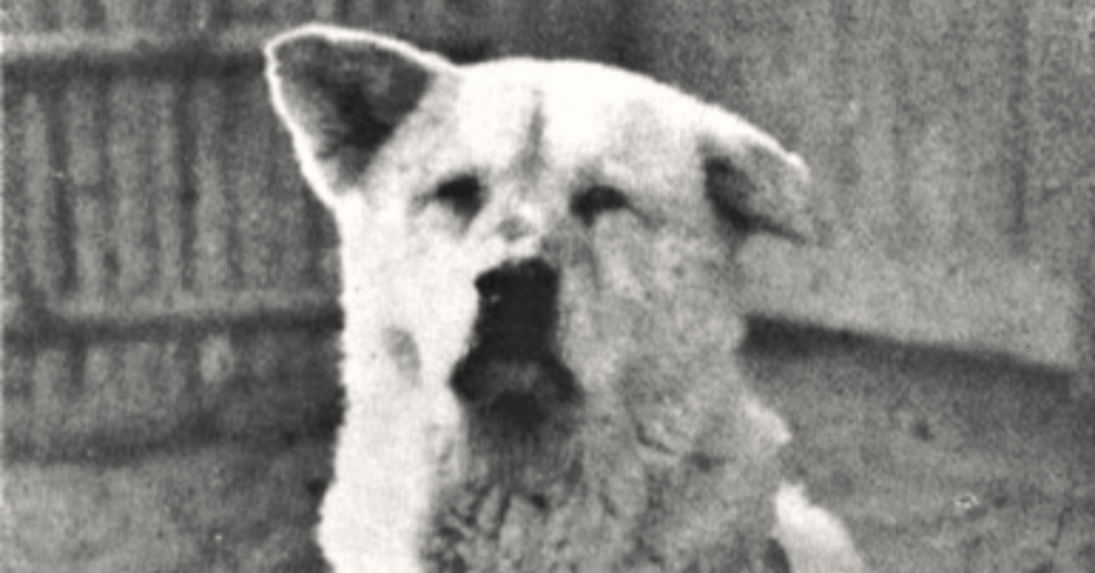 The Story of Hachikō, the Most Loyal Dog in the World Dusty Old Thing