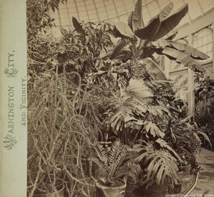 The Plant Fever That Swept Through Victorian England Dusty Old Thing