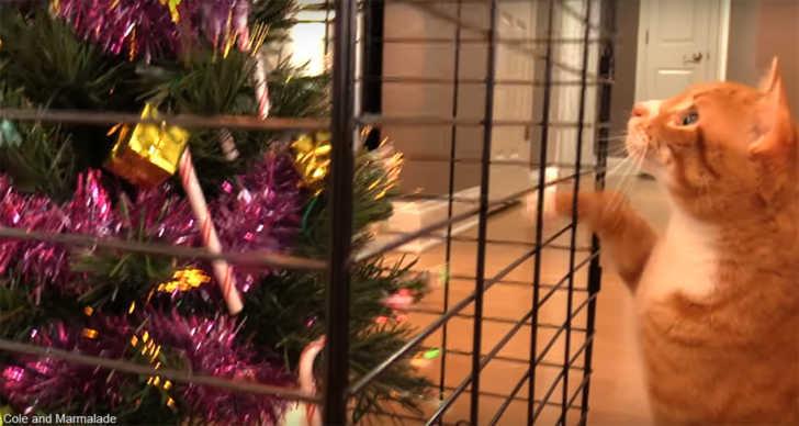 Christmas tree in outlet a cage cats