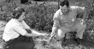 Victory gardening at Oakridge, Tennessee, 1943