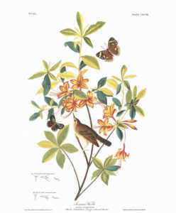 You Can Now Download High-Res Versions of Audubon’s Prints | Dusty Old ...