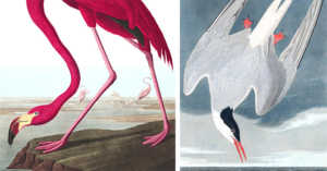 birds depicted by John Audubon