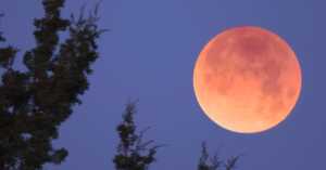 blood moon rising over an evergreen tree