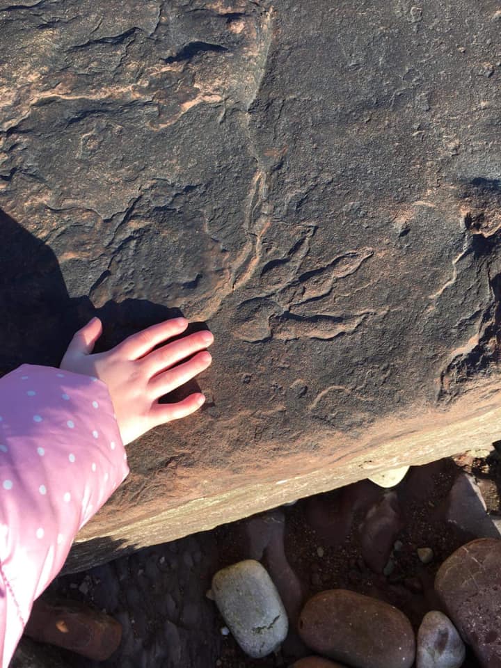 lily wilder dinosaur footprint