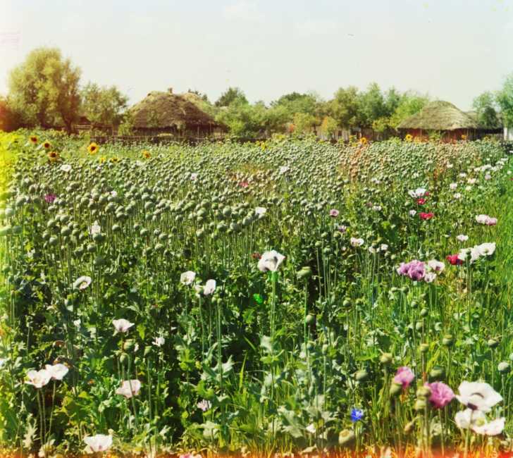 field of poppies with thatched roof cottages in the background