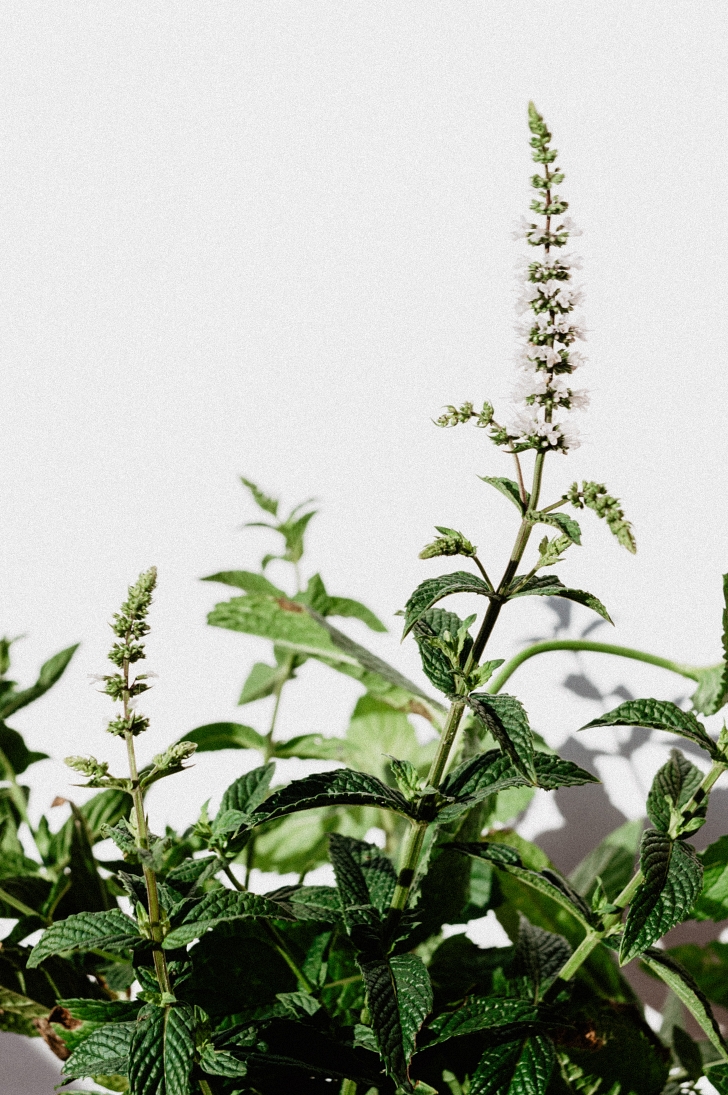 fresh mint on white background