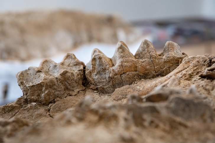 mastodon tooth fossils found in the Sierra Nevada foothills