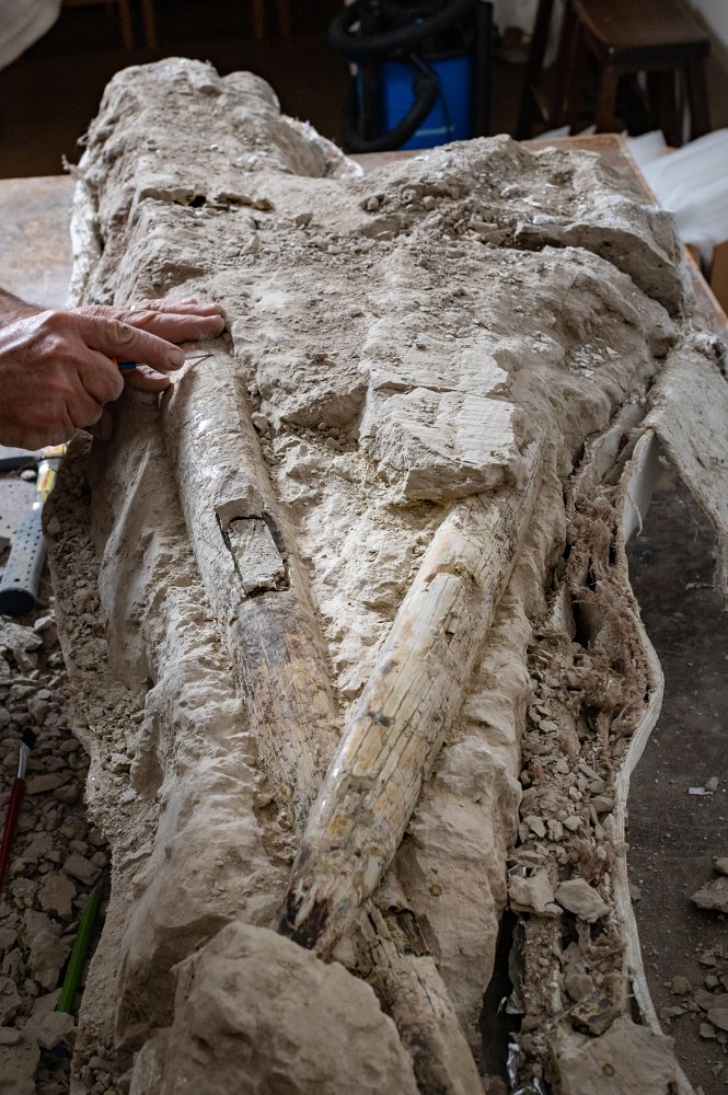 fossilized trunks found at Sierra Nevada foothills