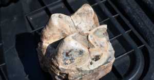 tooth fossil found in Sierra Nevada foothills