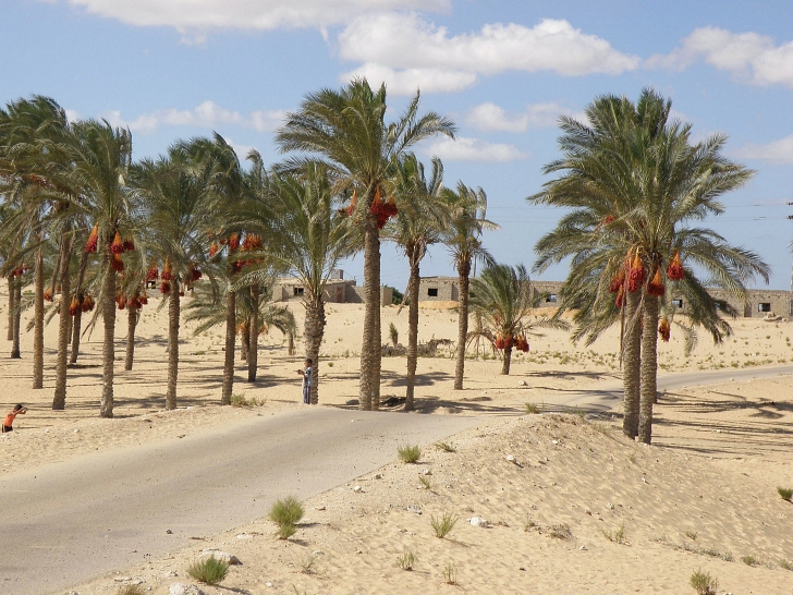 Egyptian farming village