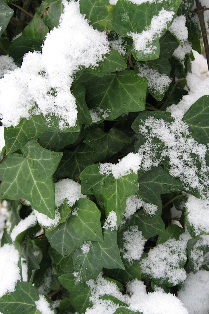 English ivy in the snow