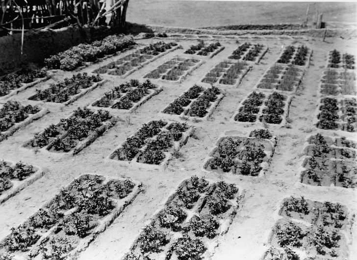 A:shiwi waffle gardens, 1920s