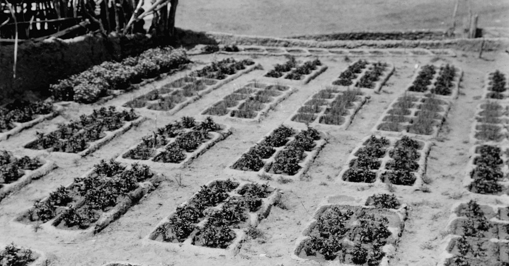 The Famous Zuni Waffle Gardens Could Be Coming Back Dusty Old Thing