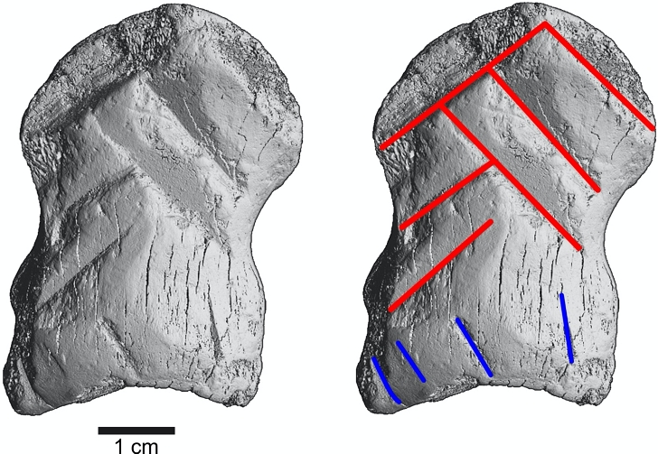 microCT scan of carved bone found in Neanderthal cave in Germany