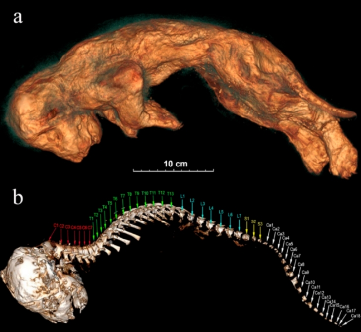 scans of the ancient lion cub Sparta