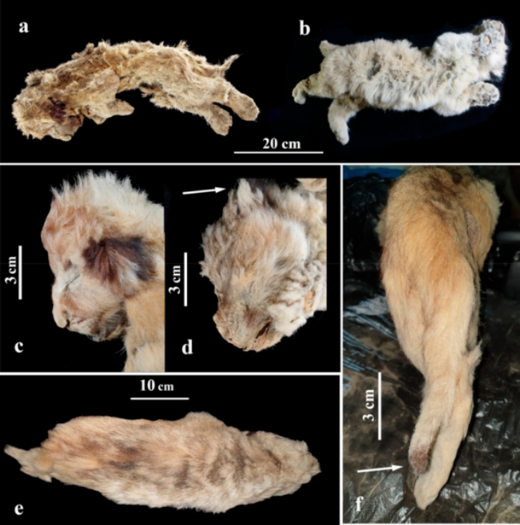 comparison between Boris and Sparta lion cubs