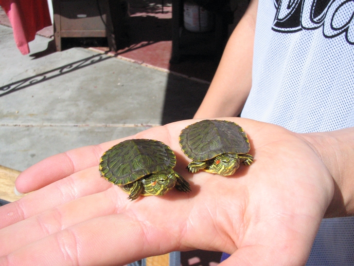 baby red eared slider turtles