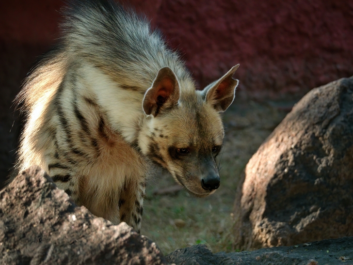 striped hyena in a zoo
