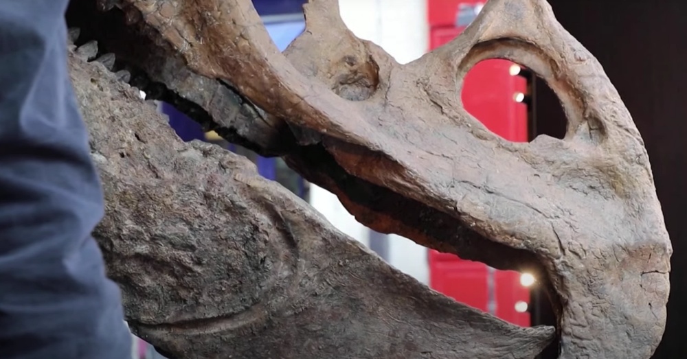 Big John Triceratops skull