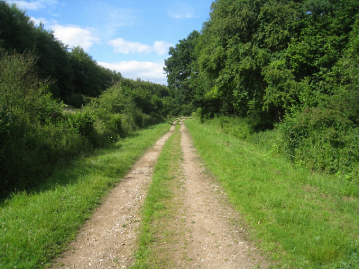 Nutley woods East Sussex