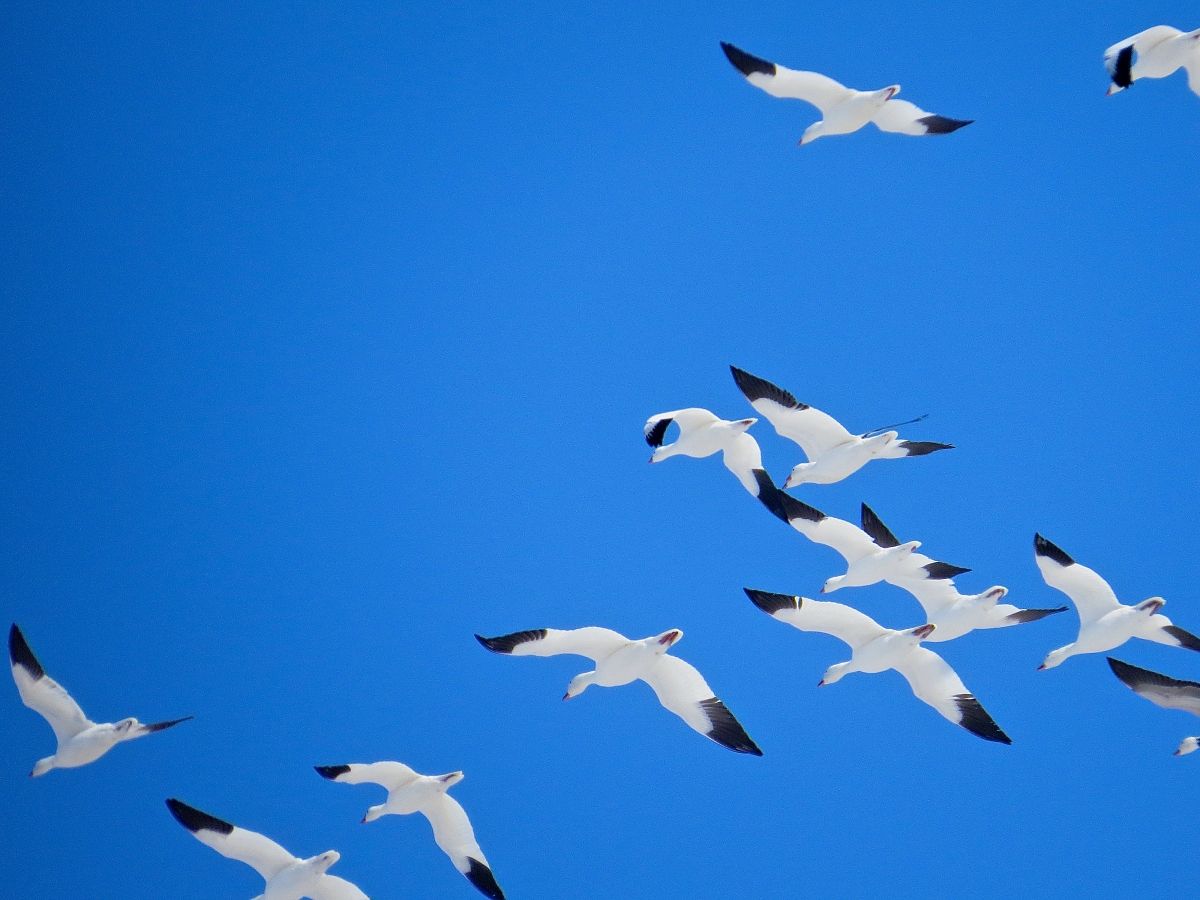 migrating snow geese against a blue sky