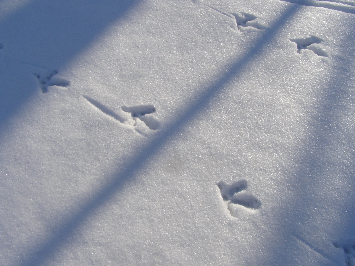 Bird tracks in the snow