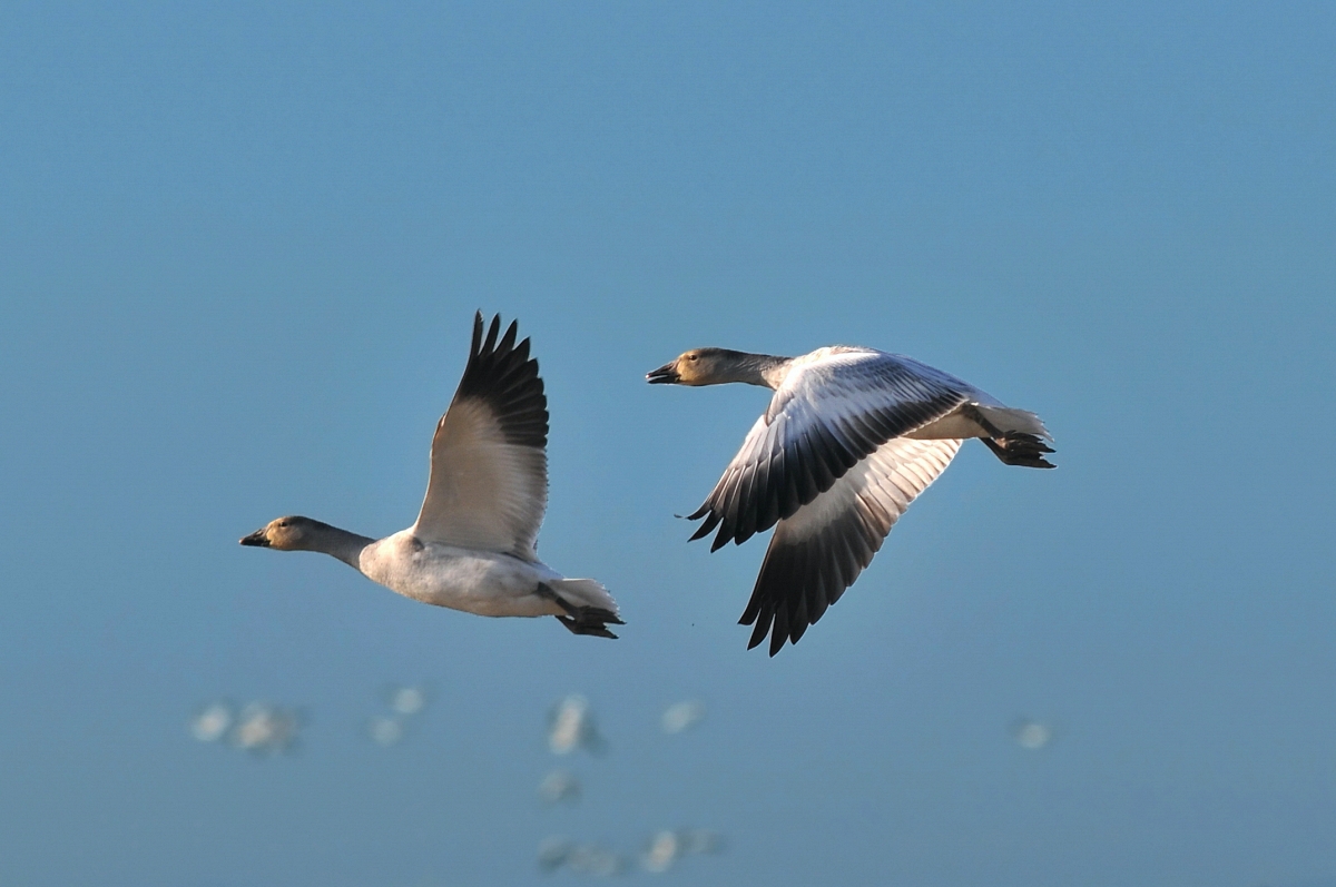 migrating birds