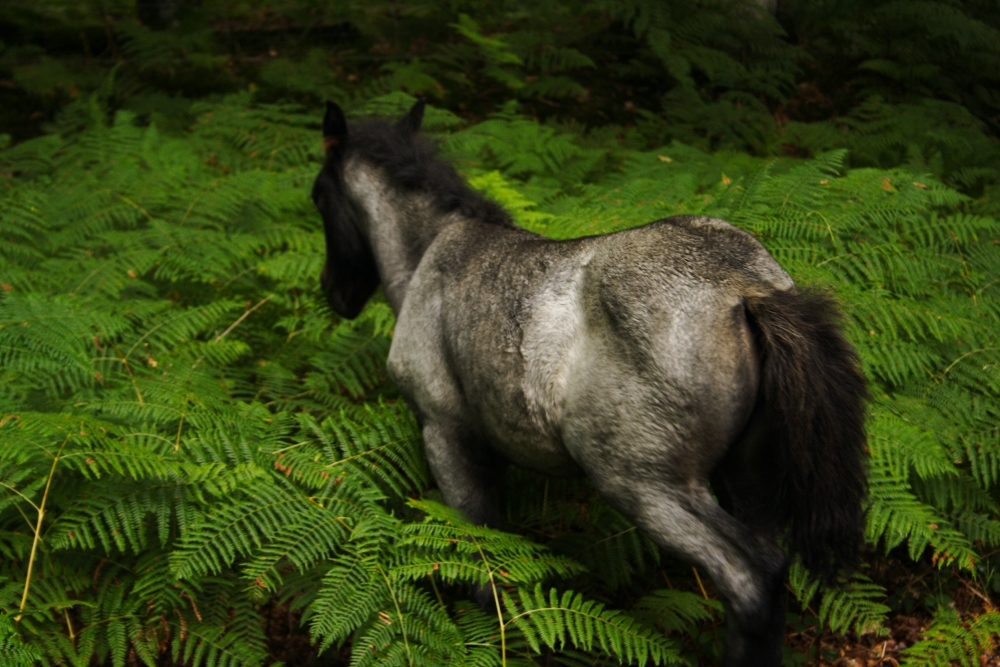 New Forest pony in ferns