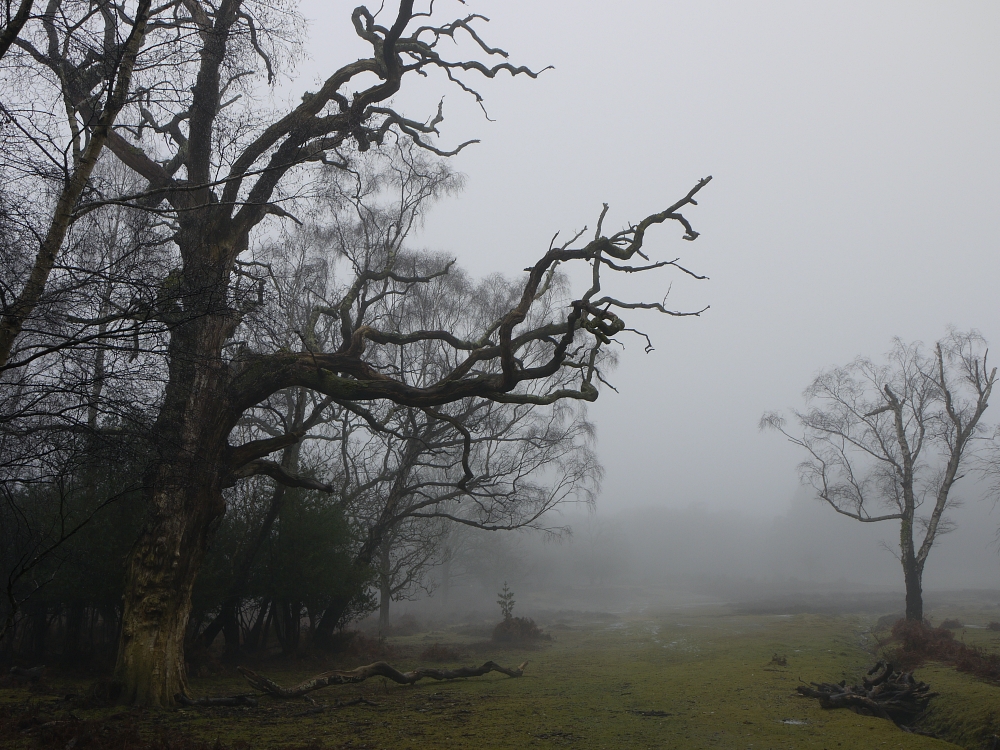 New Forest twisted tree in mist