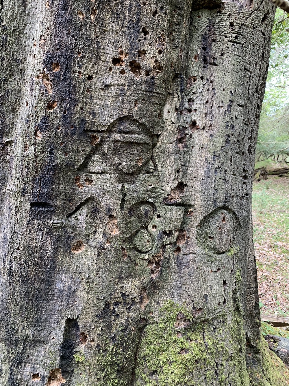 New Forest tree graffiti from 1870