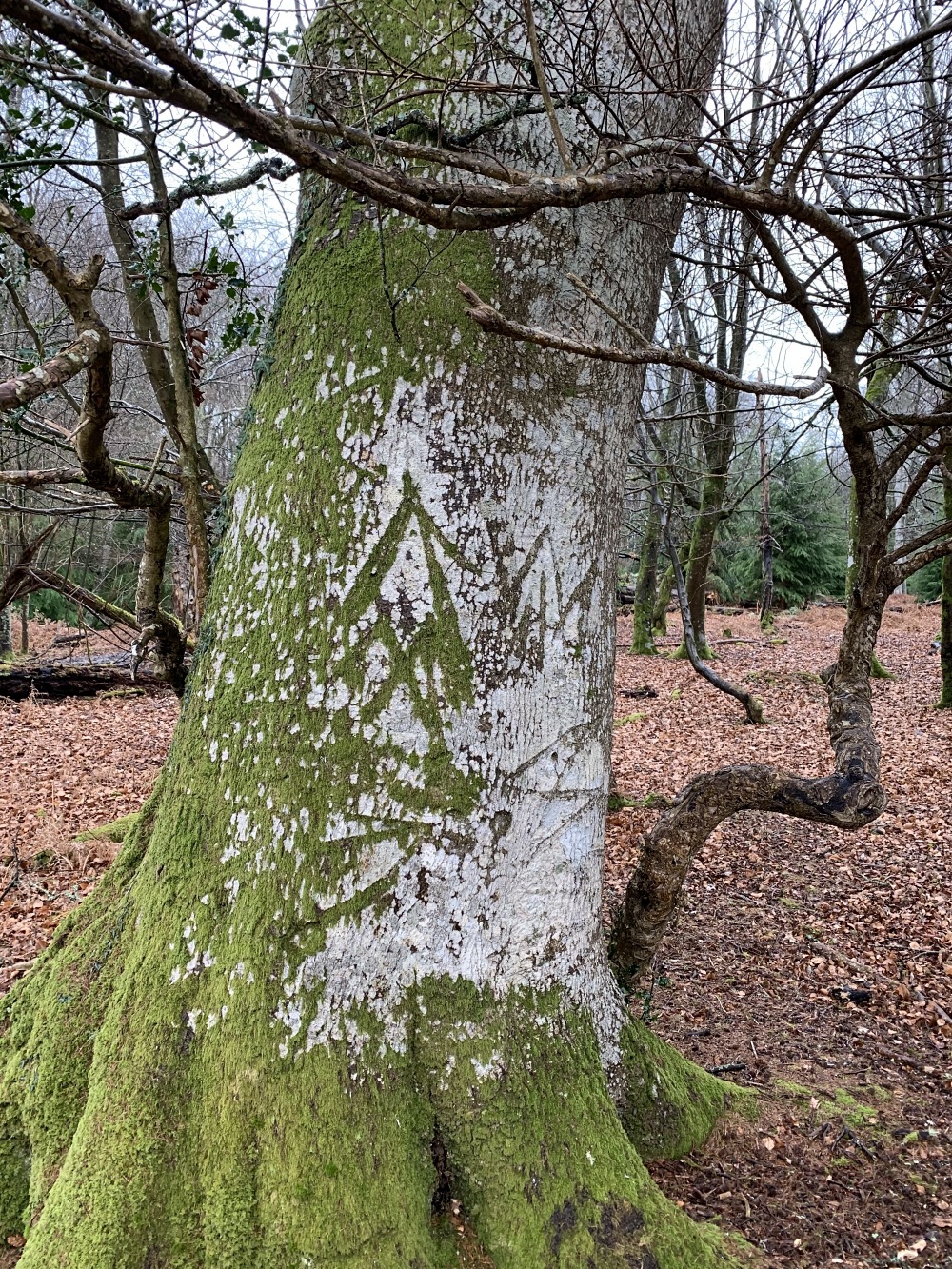 New Forest king's mark on tree