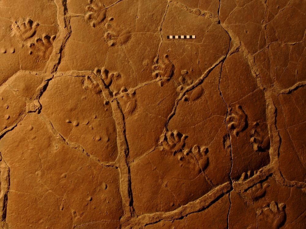 Orobates footprints