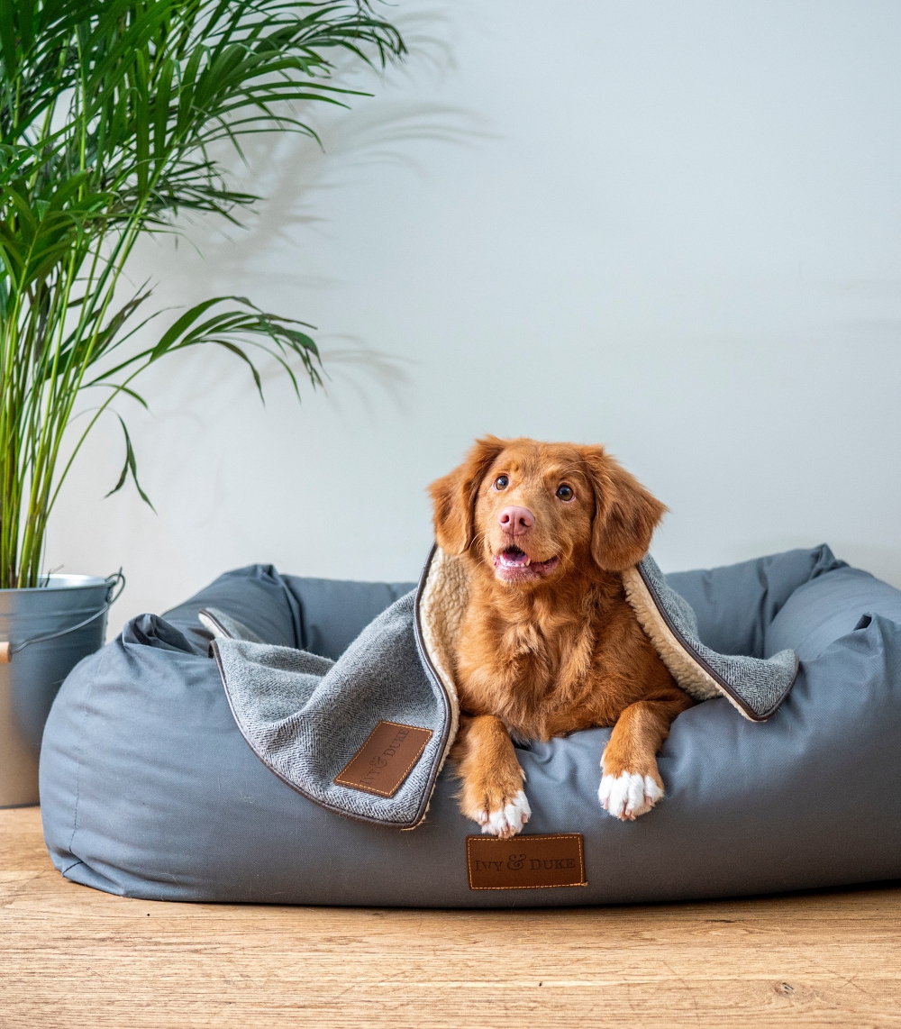 dog on dog bed listening