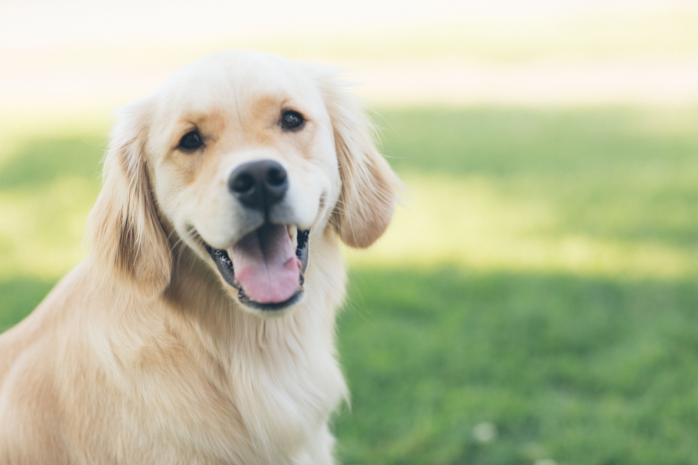 Golden Retriever sitting outside