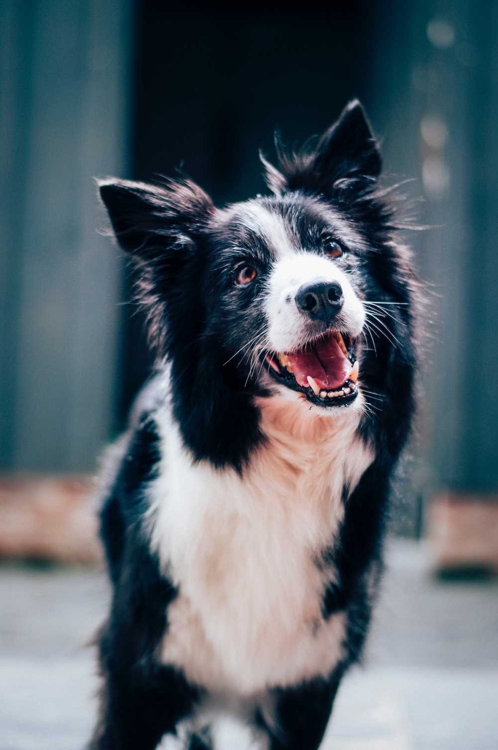 Border collie tilting its head